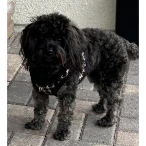 Lost Dog Rosie