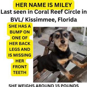 Image of Miley, Lost Dog