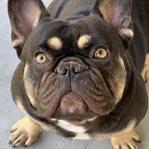 Image of Maverick, Lost Dog