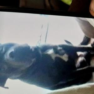 Lost Dog Negro