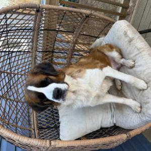 Image of Pretzel, Lost Dog