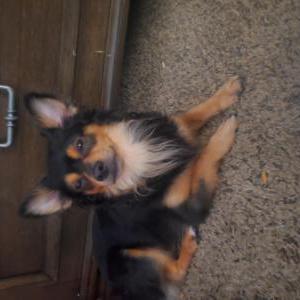 Lost Dog Blacky