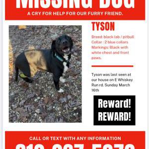 Image of Tyson, Lost Dog