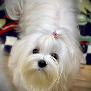 Image of Mini-Dog, Lost Dog