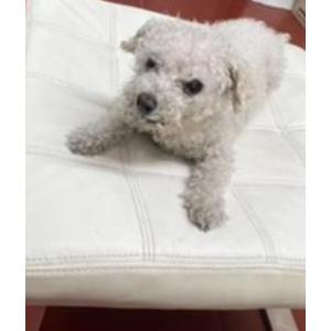 Lost Dog Lola