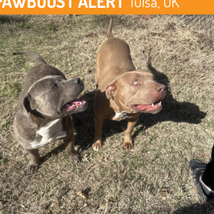 Found Dog Unknown