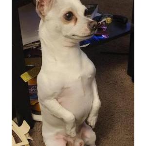 Image of Coquito, Lost Dog