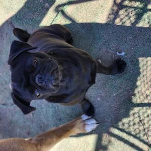 Image of Murcie, Lost Dog