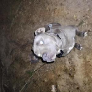 Image of Unknown, Found Dog