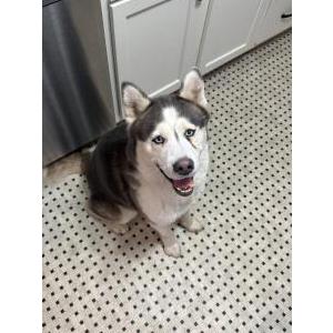 Image of Jacob, Lost Dog