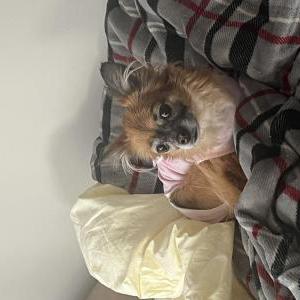 Image of Leona, Lost Dog