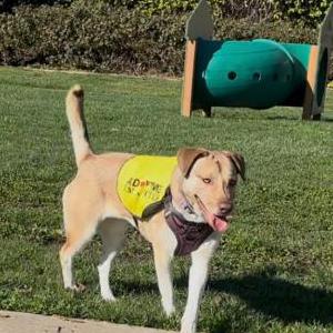 Image of Sadie / Sade, Lost Dog