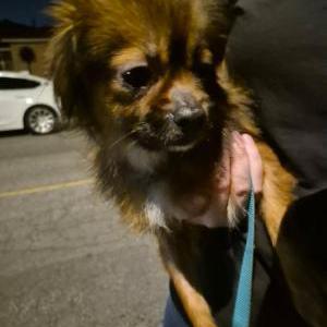 Found Dog Unknown