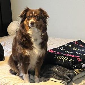 Image of Samantha, Lost Dog