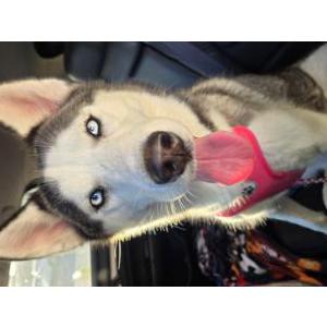 Image of Oreo, Lost Dog