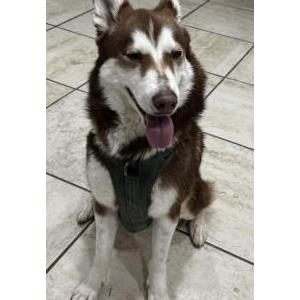 Image of Unknown, Found Dog