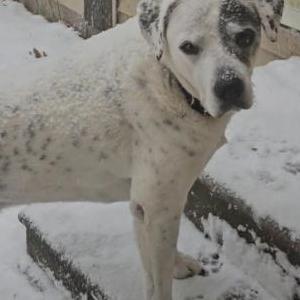 Lost Dog Geddy
