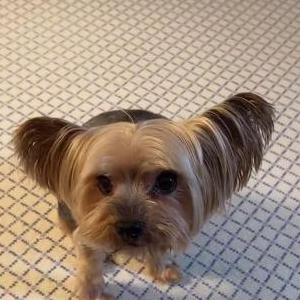 Image of Duoduo, Lost Dog