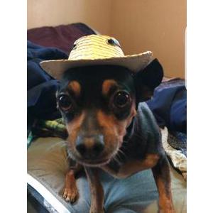 Lost Dog Brownie