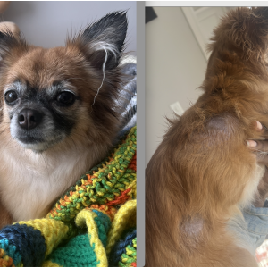 Image of Leona, Lost Dog