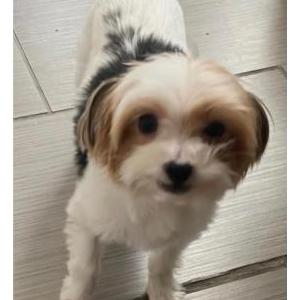 Image of Roxy, Lost Dog