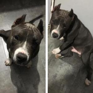 Image of Bane, Lost Dog