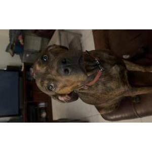 Image of Rosie, Lost Dog