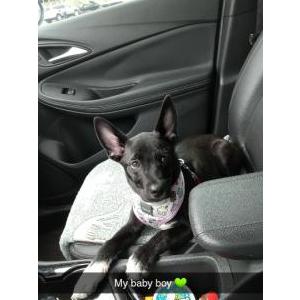 Lost Dog Gru