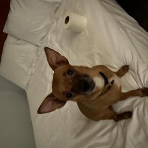 Image of Tricky, Lost Dog