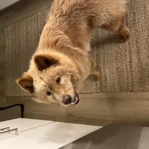 Image of Unknown, Found Dog
