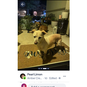 Lost Dog Twitch
