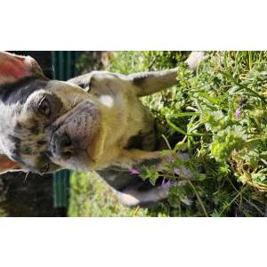 Image of Daisy, Lost Dog