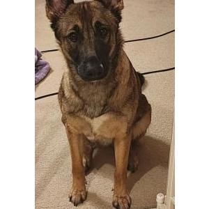 Image of Ryeah, Lost Dog