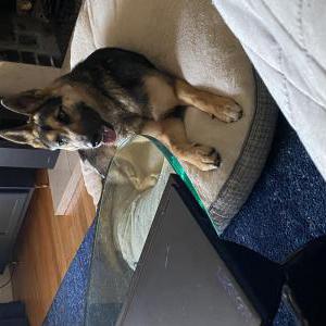 Found Dog Unknown
