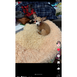 Image of Dawn Burson, Lost Dog