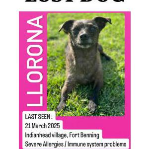 Image of Llorona, Lost Dog