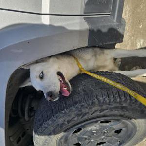 Image of unknown, Found Dog