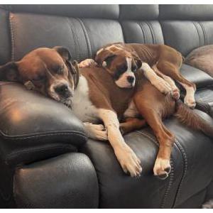 Image of Buddy & Winston, Lost Dog