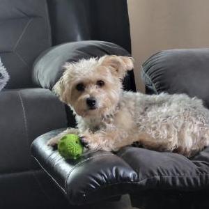 Image of Roxy, Lost Dog
