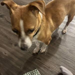 Image of Bruno, Lost Dog