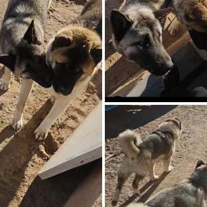 Lost Dog Chiko & Bella