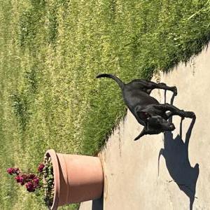 Image of Unknown, Found Dog