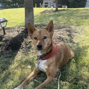 Image of Luka, Lost Dog