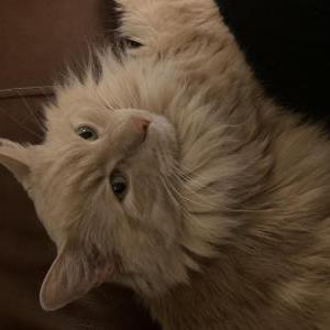 Image of Max, Lost Cat