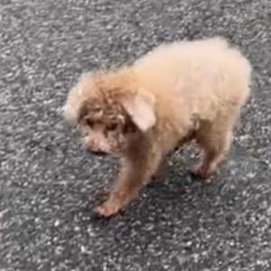 Image of Tony, Lost Dog