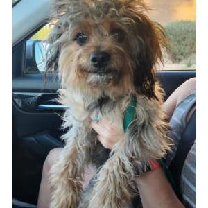 Image of Unknown, Found Dog