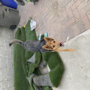 Image of Canelo, Lost Dog