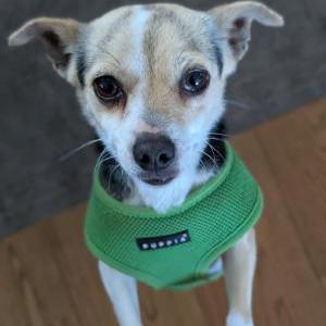 Found Dog Unknown