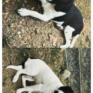 Image of 4 Beagle Mix, Lost Dog