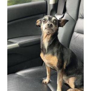 Image of Brownie, Lost Dog